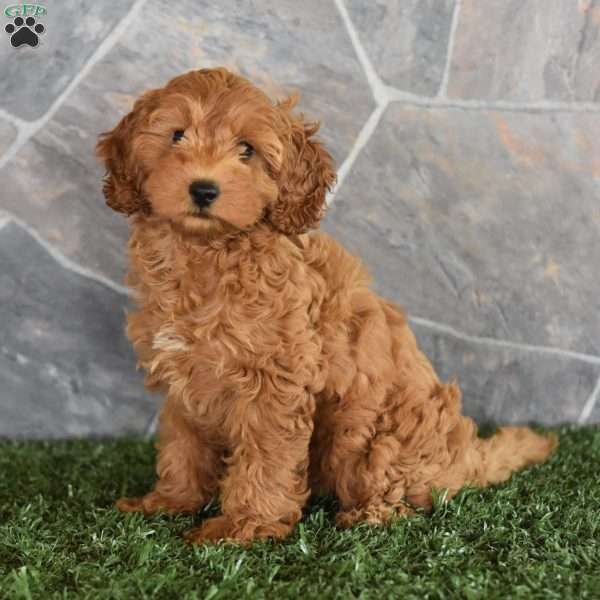 Evelyn, Miniature Poodle Puppy